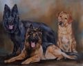 Portret 3 honden