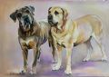 Portret van 2 honden